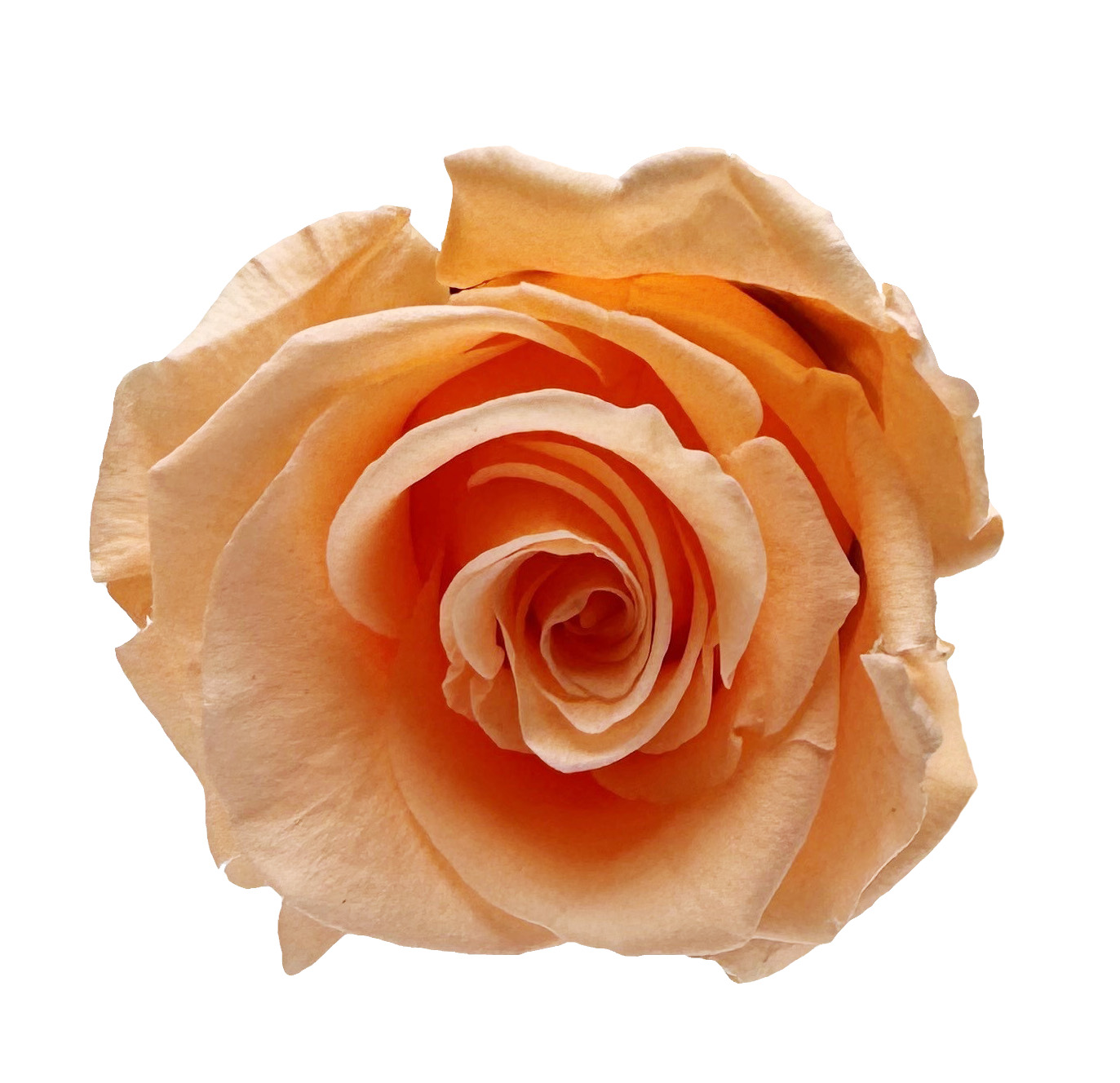 konservierte Rose  54 cm Peach
