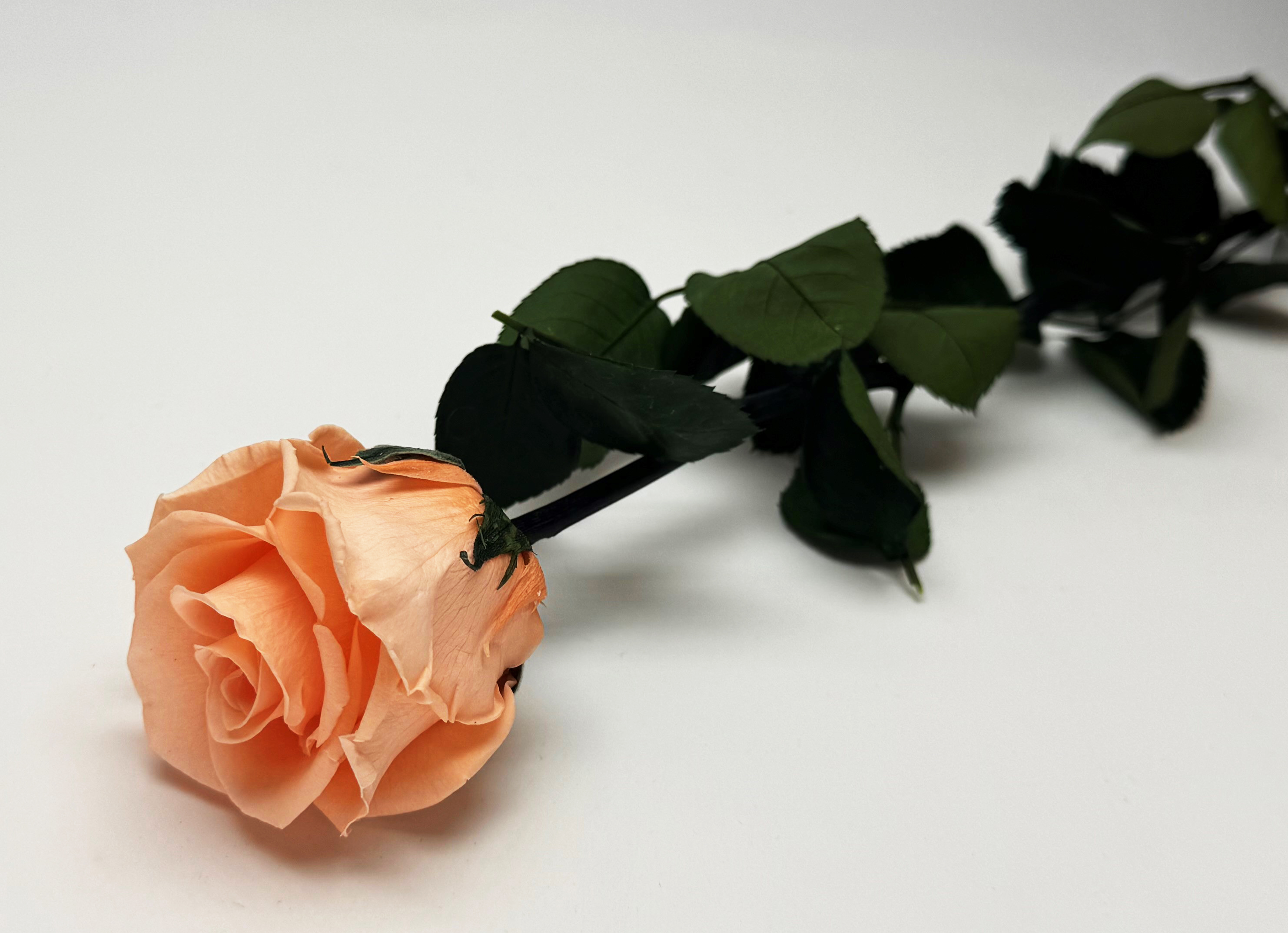 konservierte Rose  54 cm Peach
