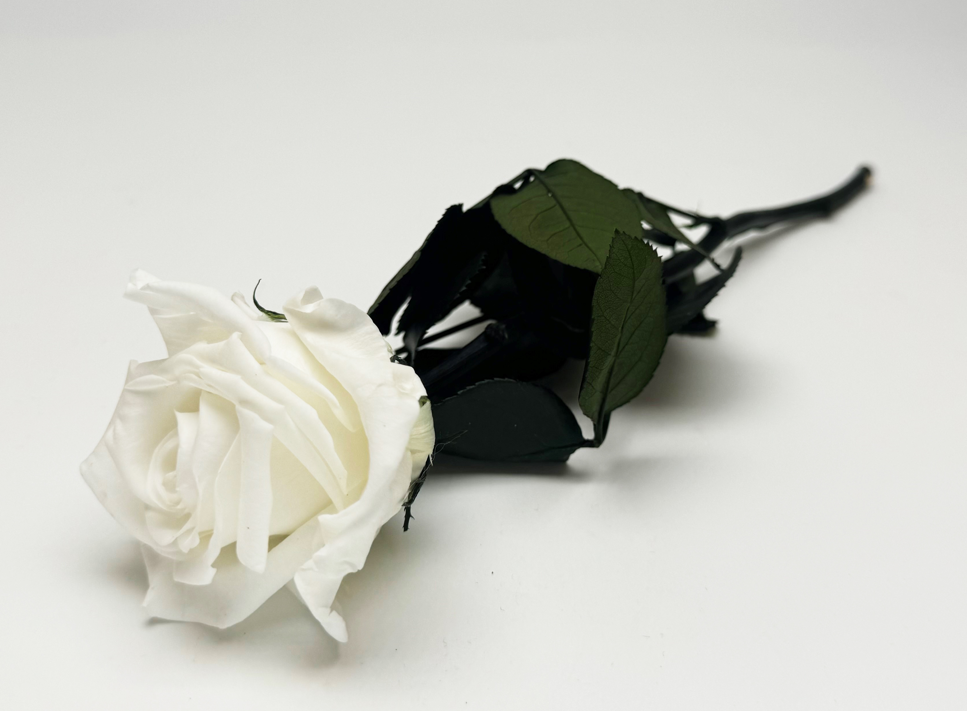 konservierte Rose 28 cm weiß 