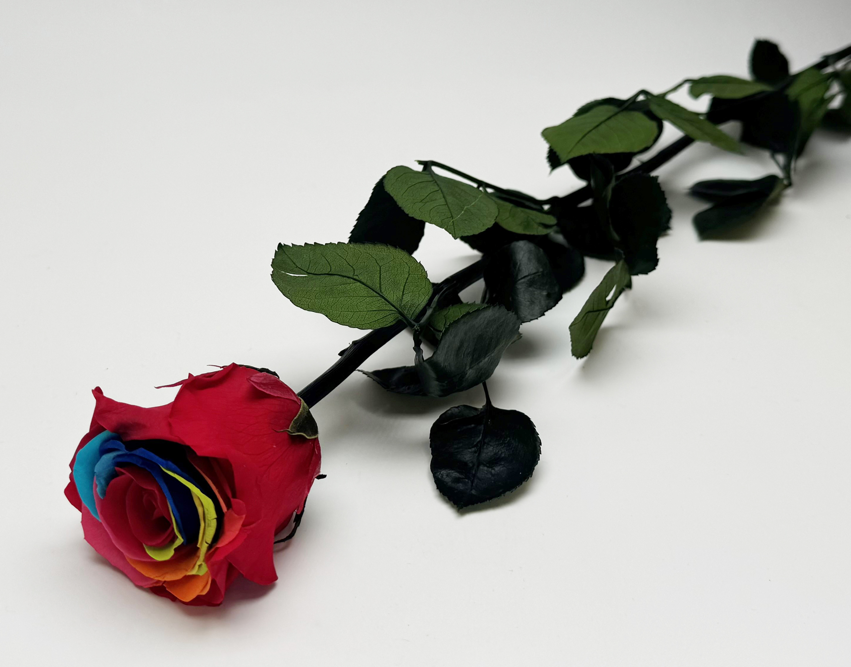 konservierte Rose 54 cm Rainbow 
