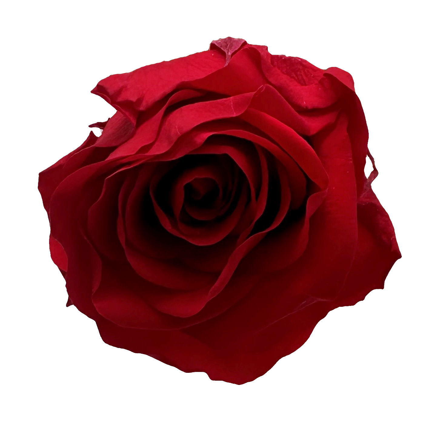 konservierte Rose 54 cm Red 